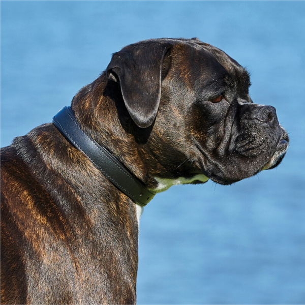 Weatherbeeta Padded Leather Dog Collar 1001696 - Black